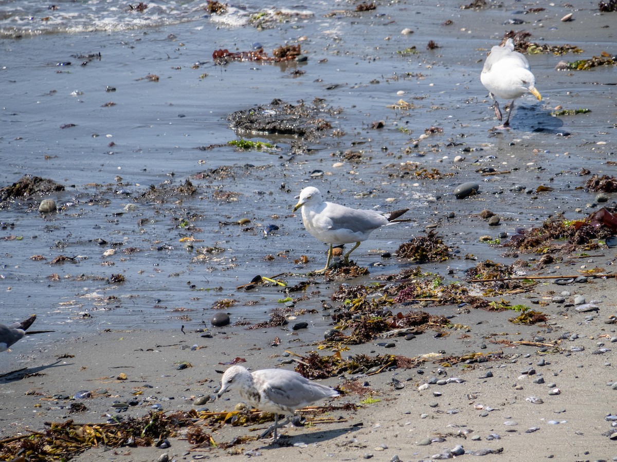 ringnebbmåke - ML644782537