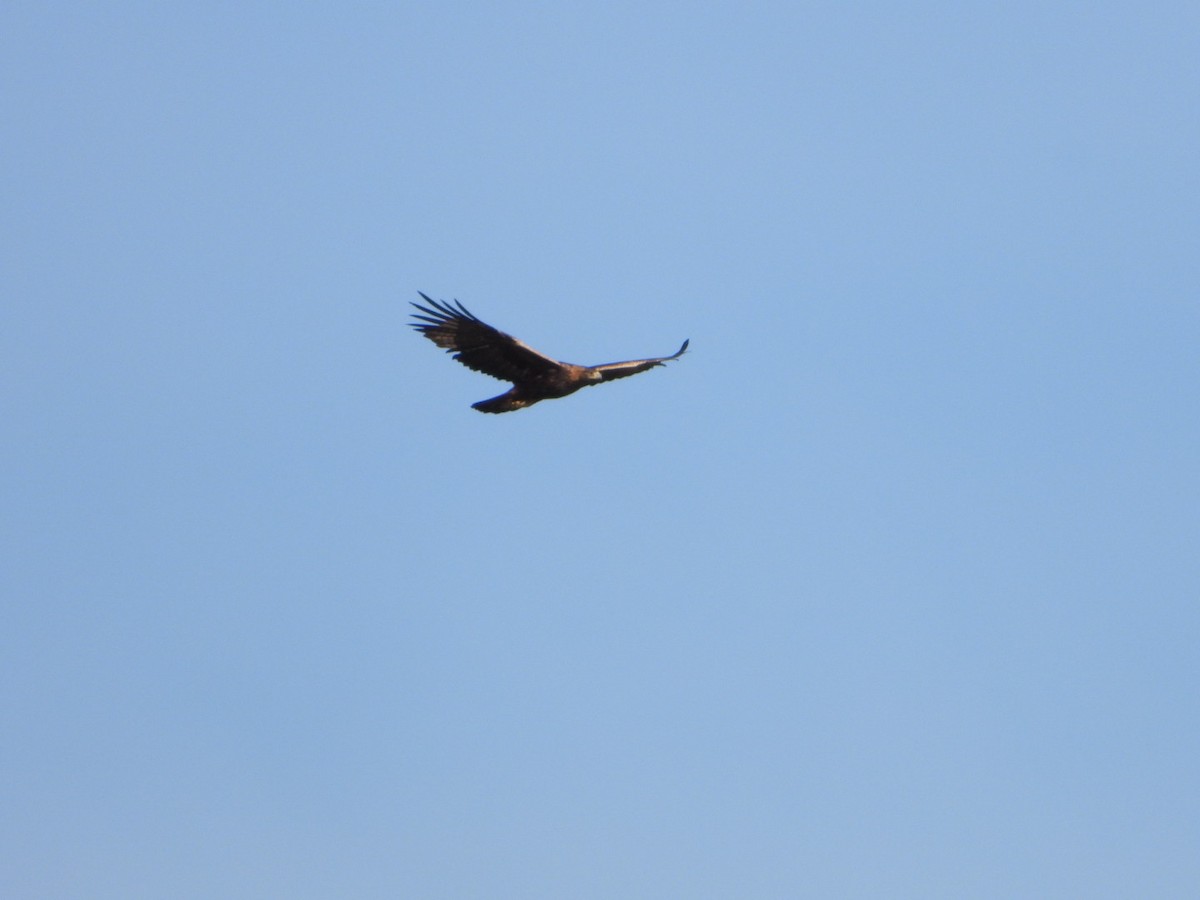 kongeørn - ML644782545