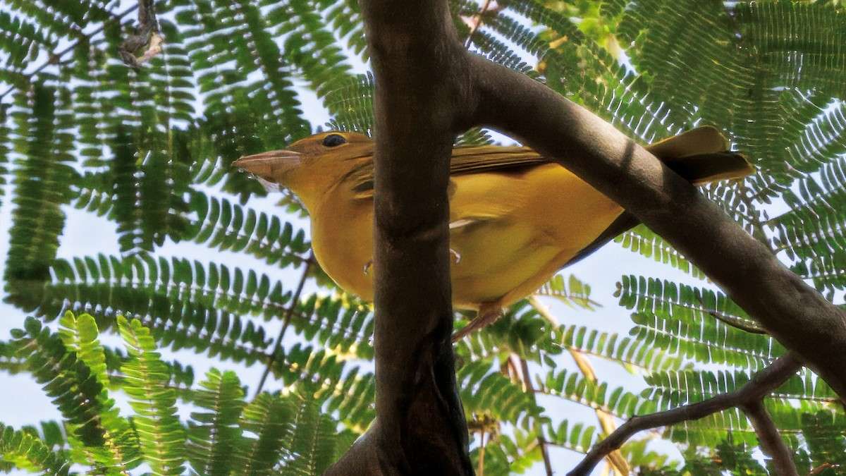 sommerpiranga - ML644782550