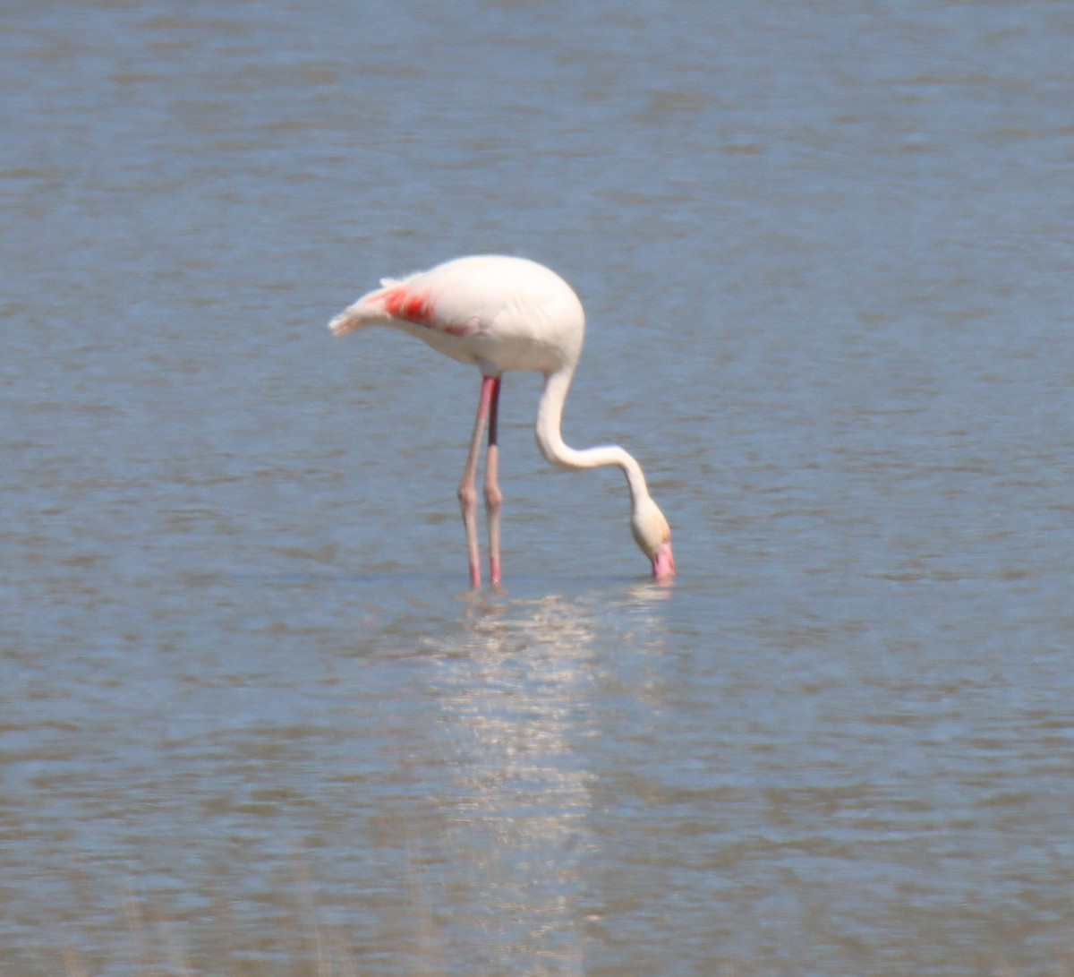 rosenflamingo - ML644782551