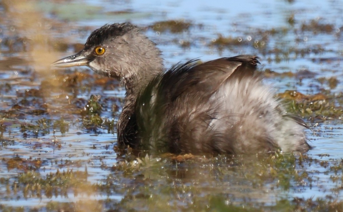 pygmédykker - ML644782553