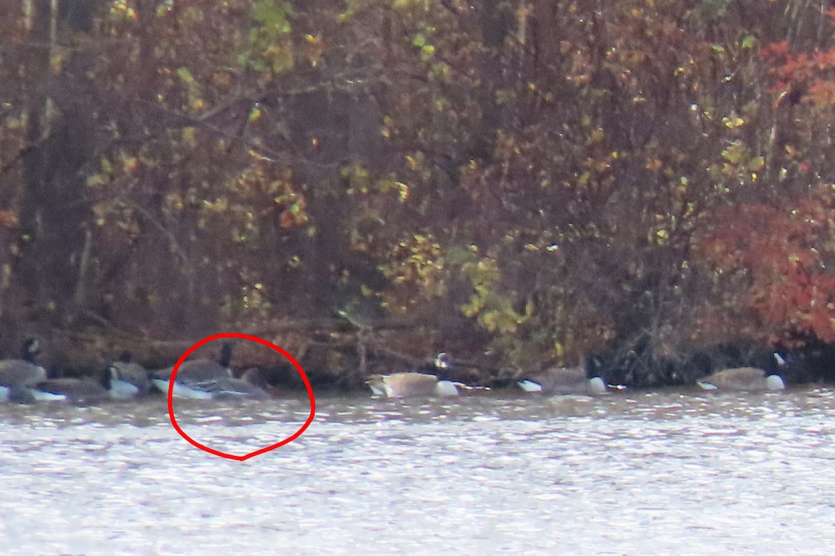 Tundra Bean-Goose - ML644782554