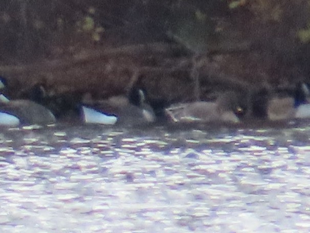 Tundra Bean-Goose - ML644782555