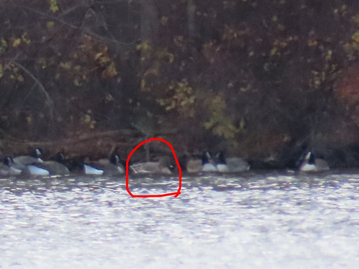 Tundra Bean-Goose - ML644782556