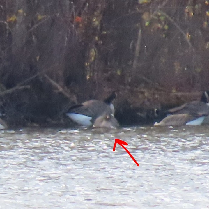 Tundra Bean-Goose - ML644782557