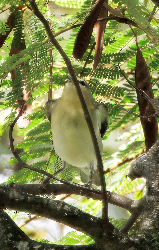 rødøyevireo - ML644782558