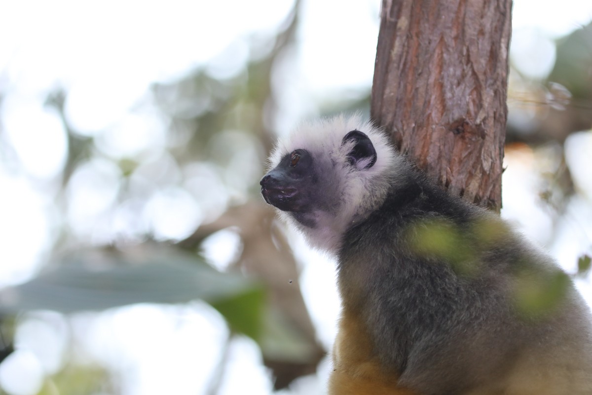 Diademed Sifaka - ML644782567