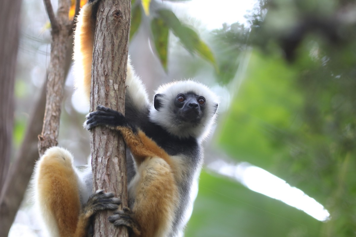 Diademed Sifaka - ML644782568