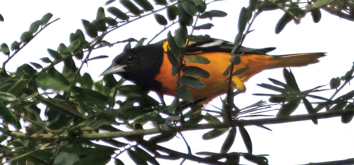 ボルチモアムクドリモドキ - ML644782571