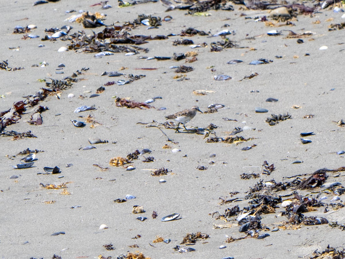 Semipalmated Sandpiper - ML644782586