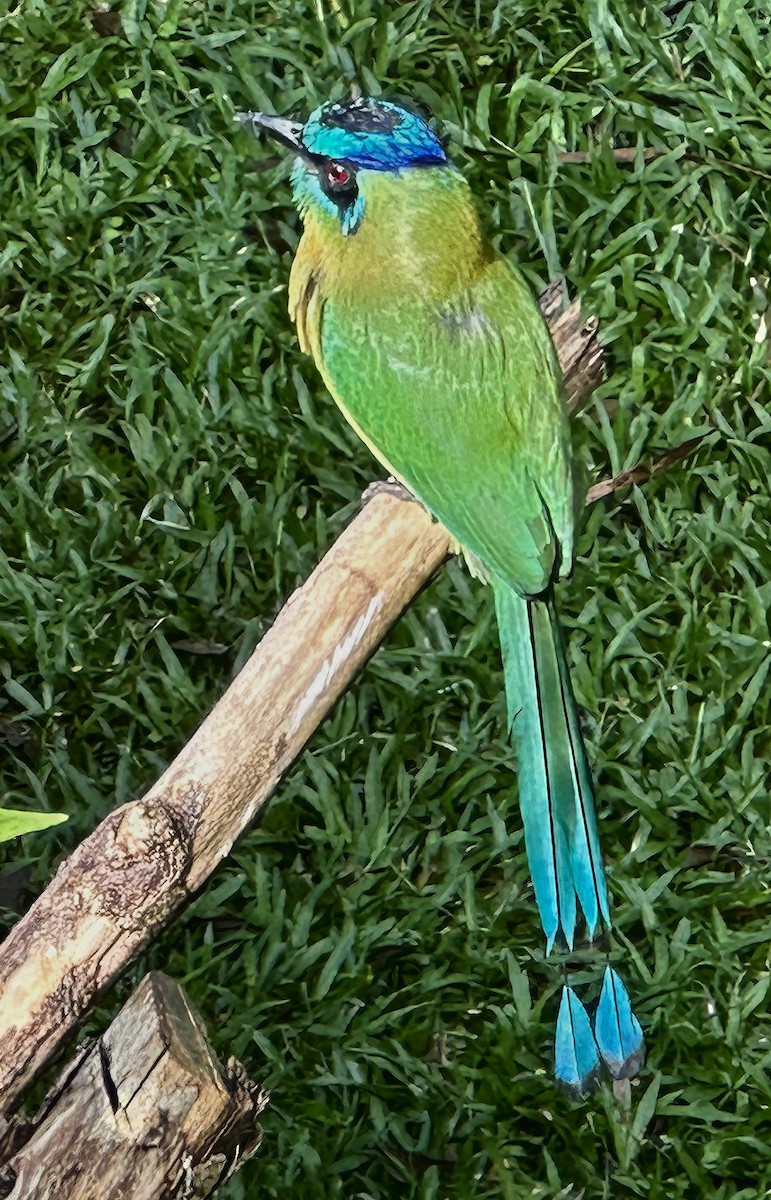 Lesson's Motmot - ML644782591