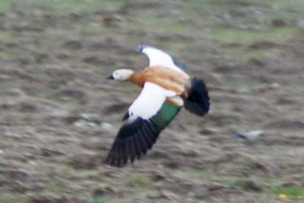 Paita gorrizta - ML644782592