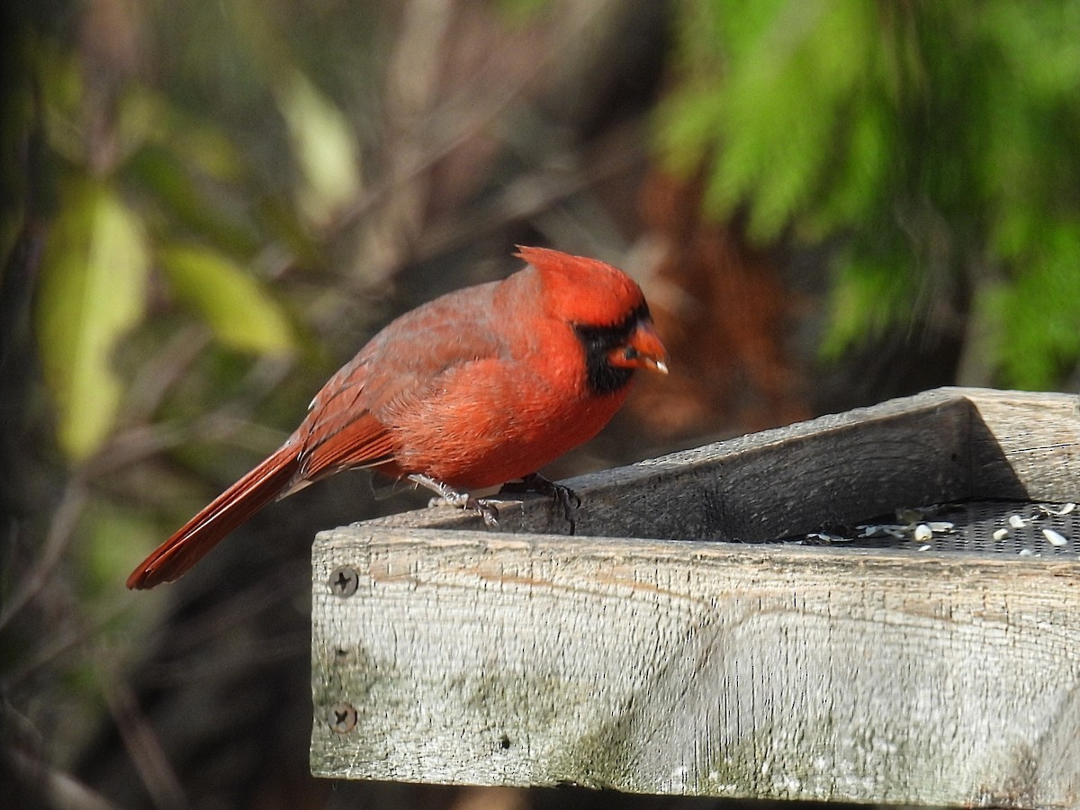 Красный кардинал - ML644782594