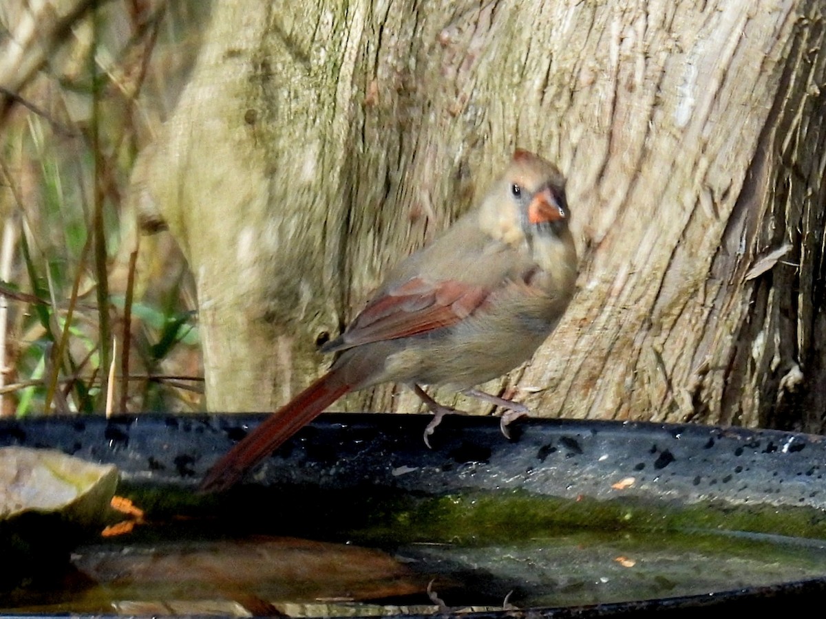 Красный кардинал - ML644782595