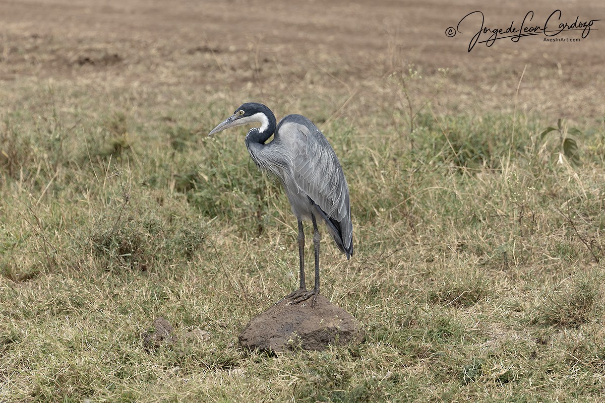 Black-headed Heron - ML644782600