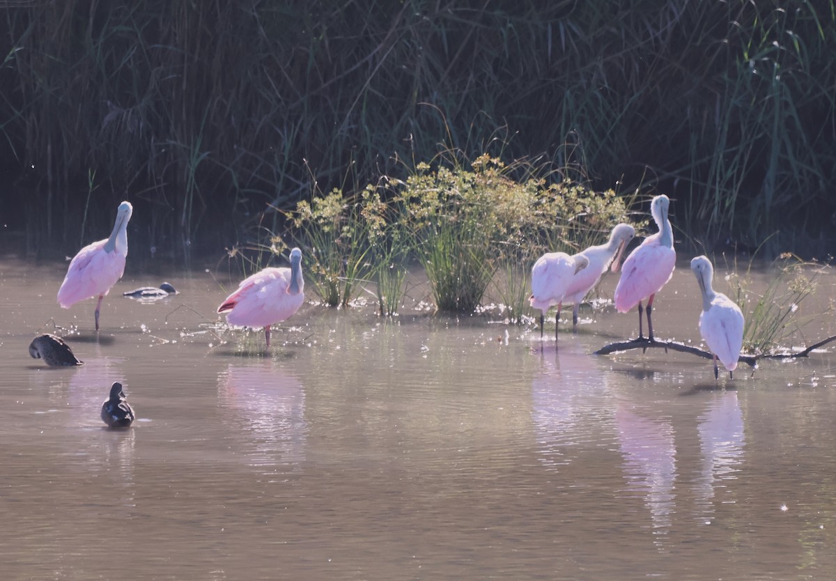 Rosalöffler - ML644782601