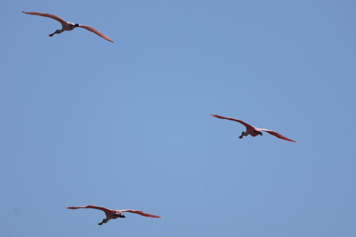 Rosalöffler - ML644782604