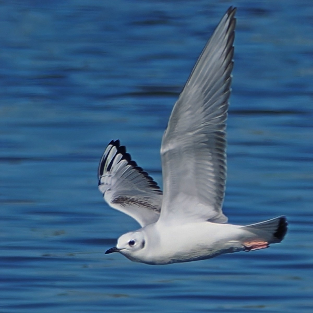 Bonaparte's Gull - ML644782613