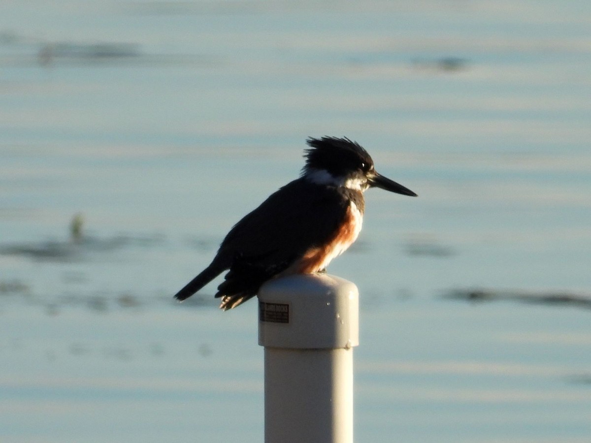Belted Kingfisher - ML644782614