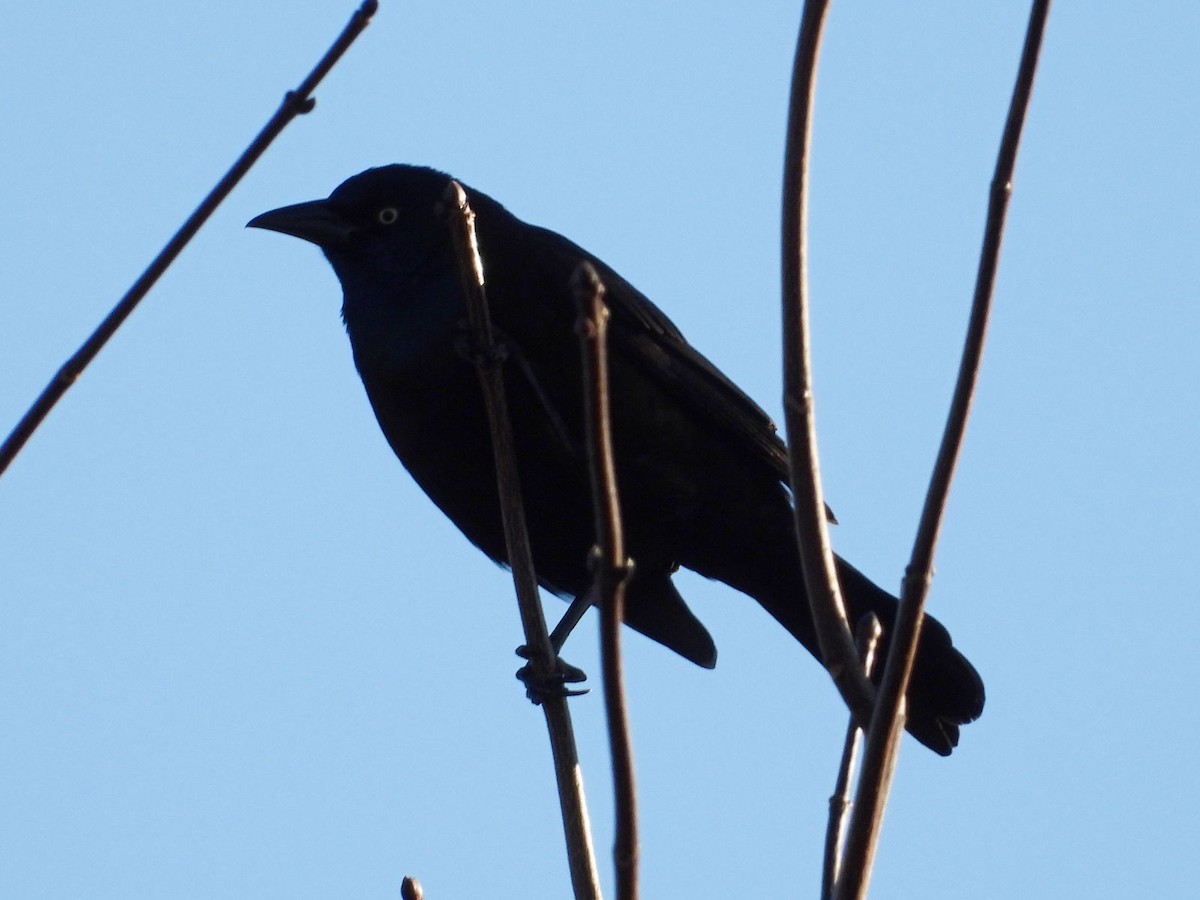 Пурпурный гракл - ML644782618