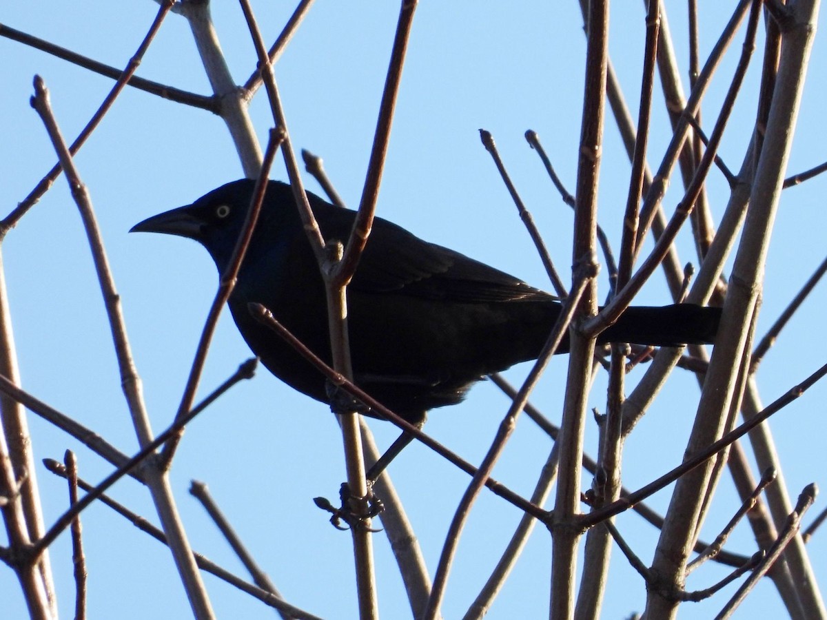 Пурпурный гракл - ML644782619