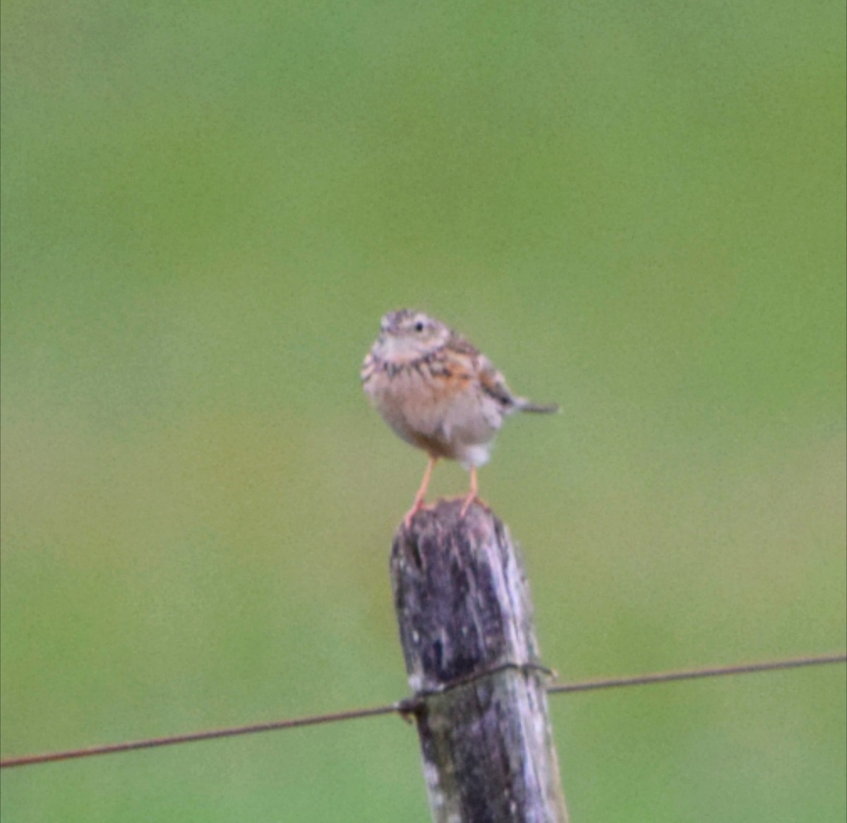 Hellmayr's Pipit - ML644782622