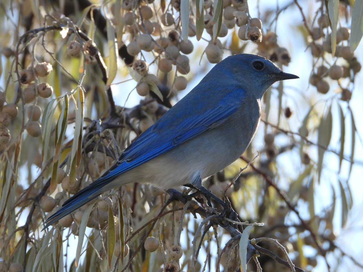 Mountain Bluebird - ML644782632