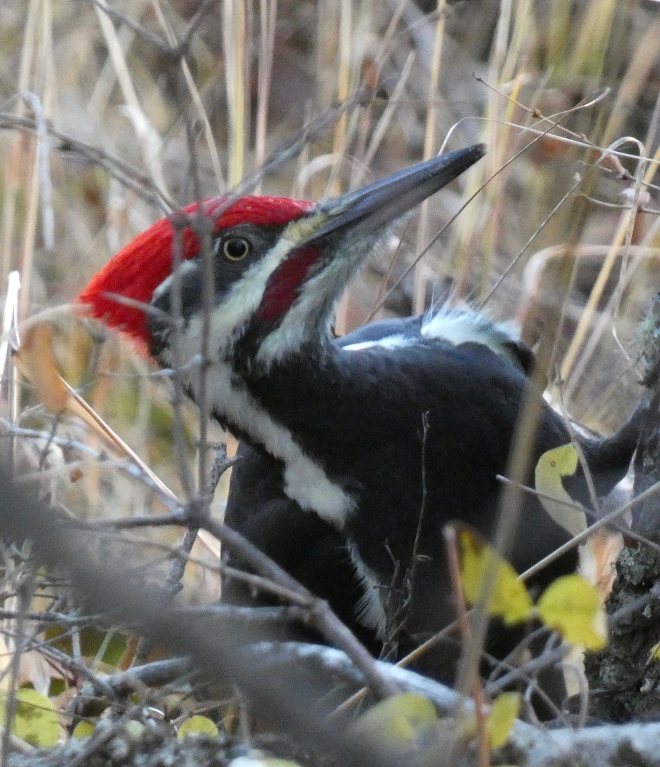 Жовна північна - ML644782634