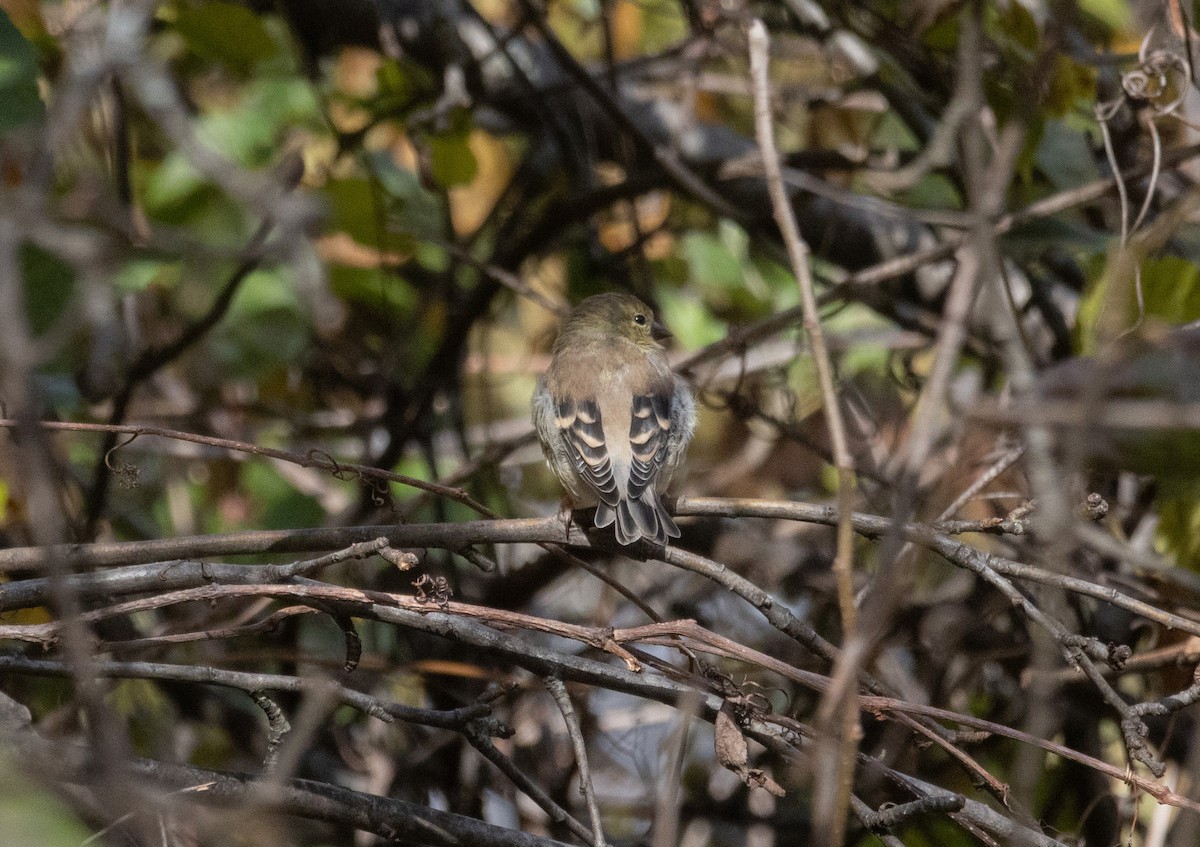 オウゴンヒワ - ML644782639