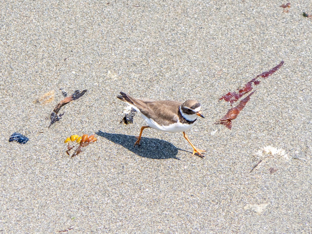 Semipalmated Plover - ML644782642