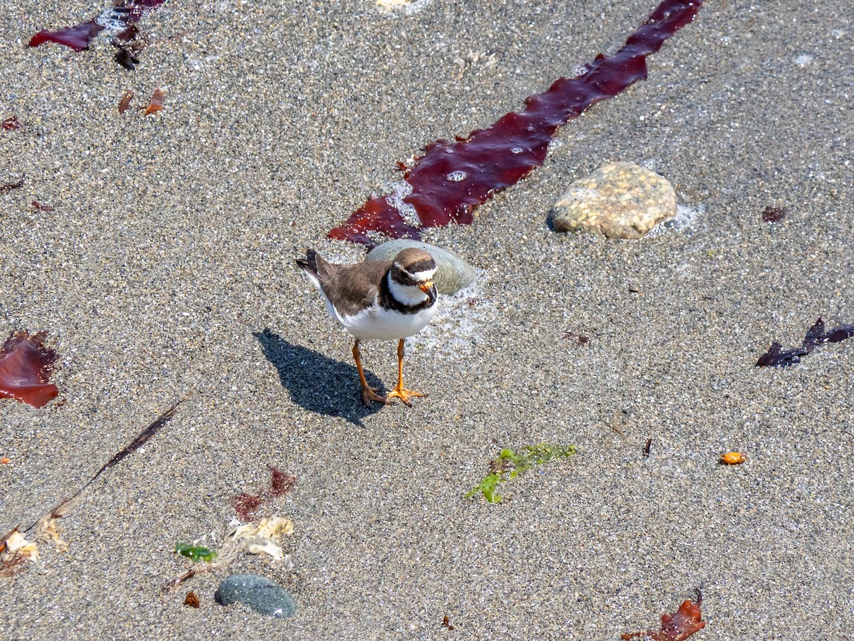 Semipalmated Plover - ML644782643