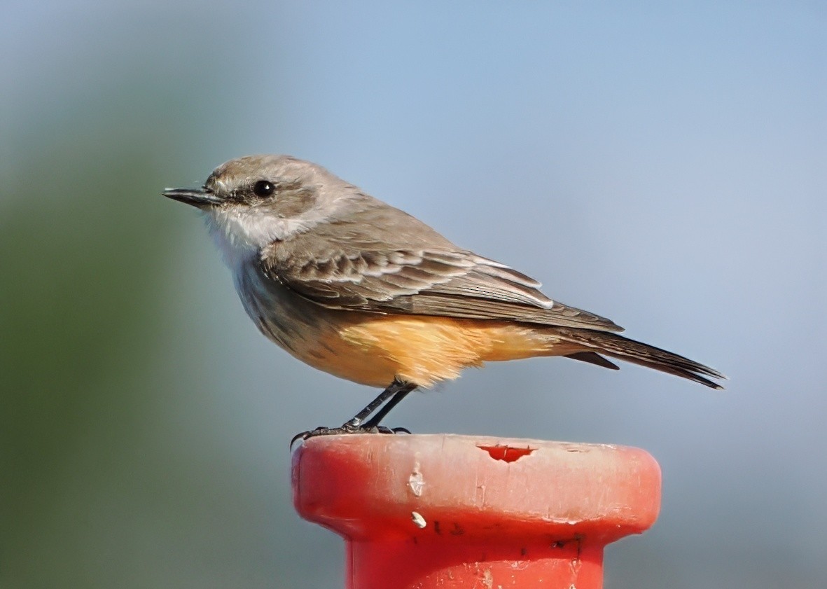 Vermilion Flycatcher - ML644782644