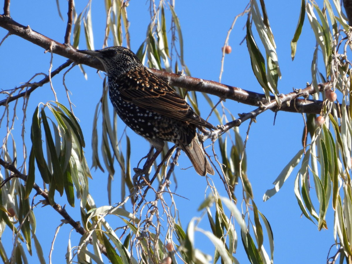 Хар тодол - ML644782646