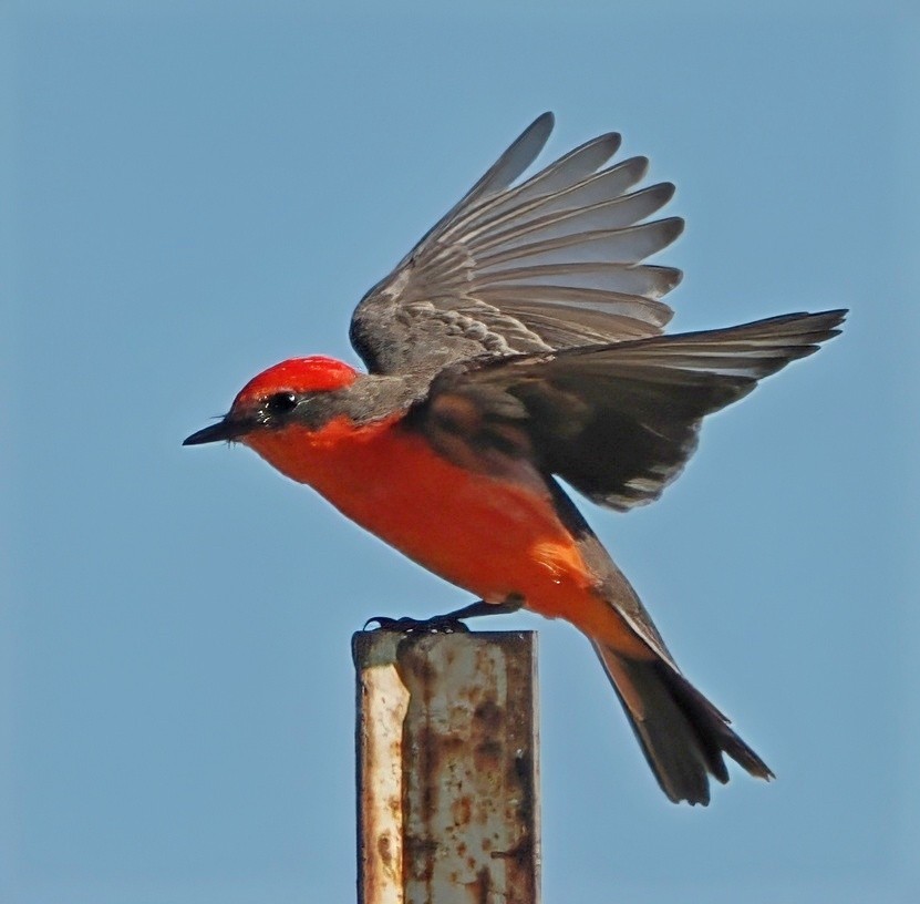Vermilion Flycatcher - ML644782647