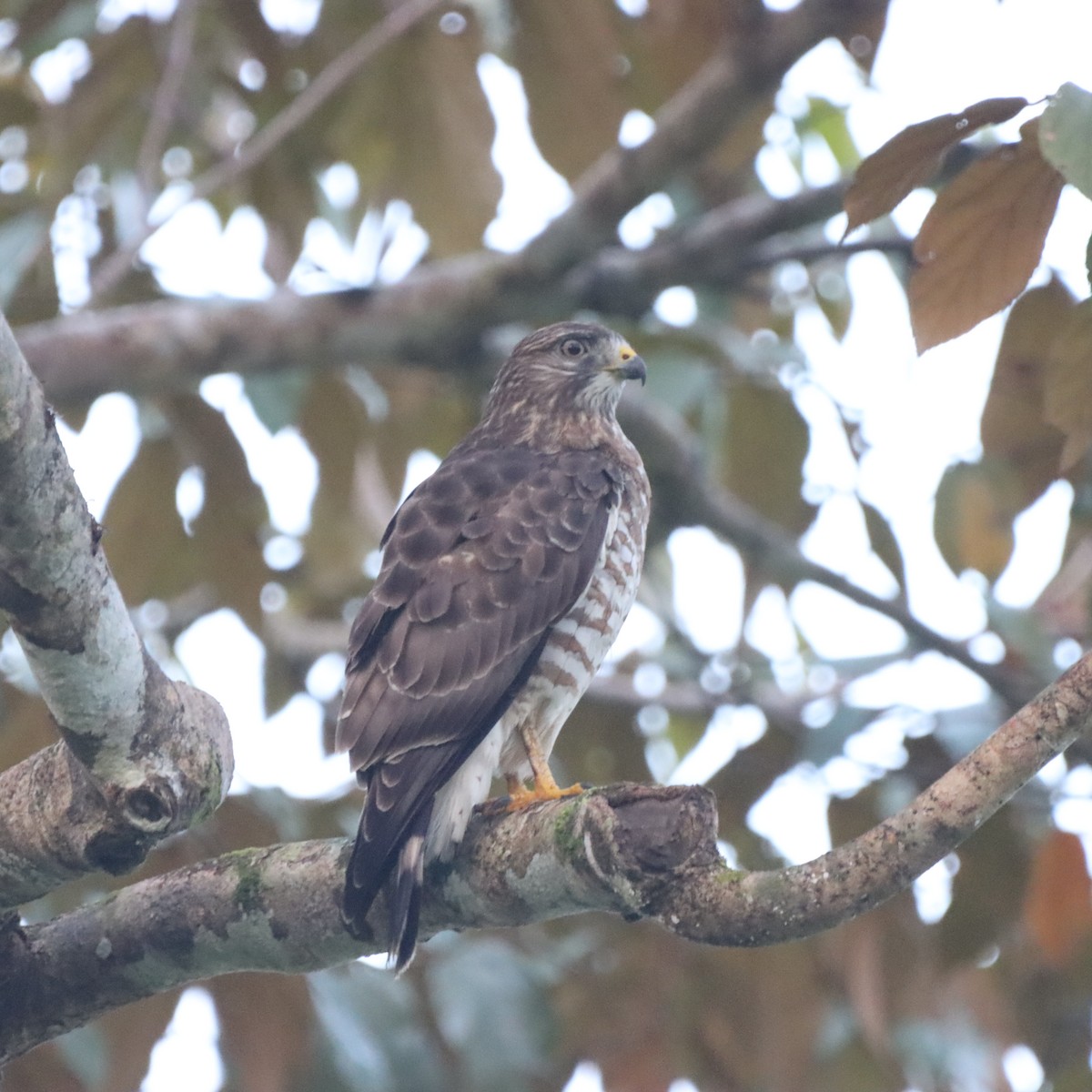 Broad-winged Hawk - ML644782648