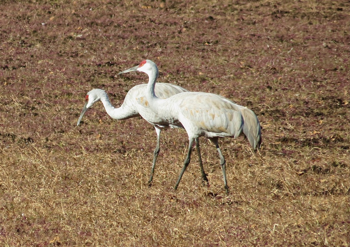Sandhill Crane - ML644782650
