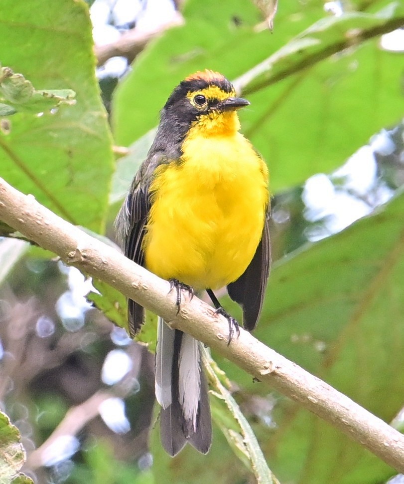 Spectacled Redstart - ML644782651