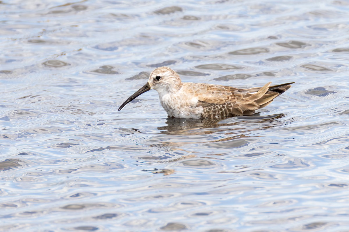 Хадуур элсэг - ML644782652