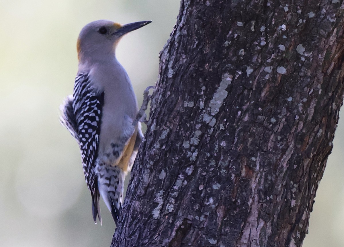 Golden-fronted Woodpecker - ML644782653