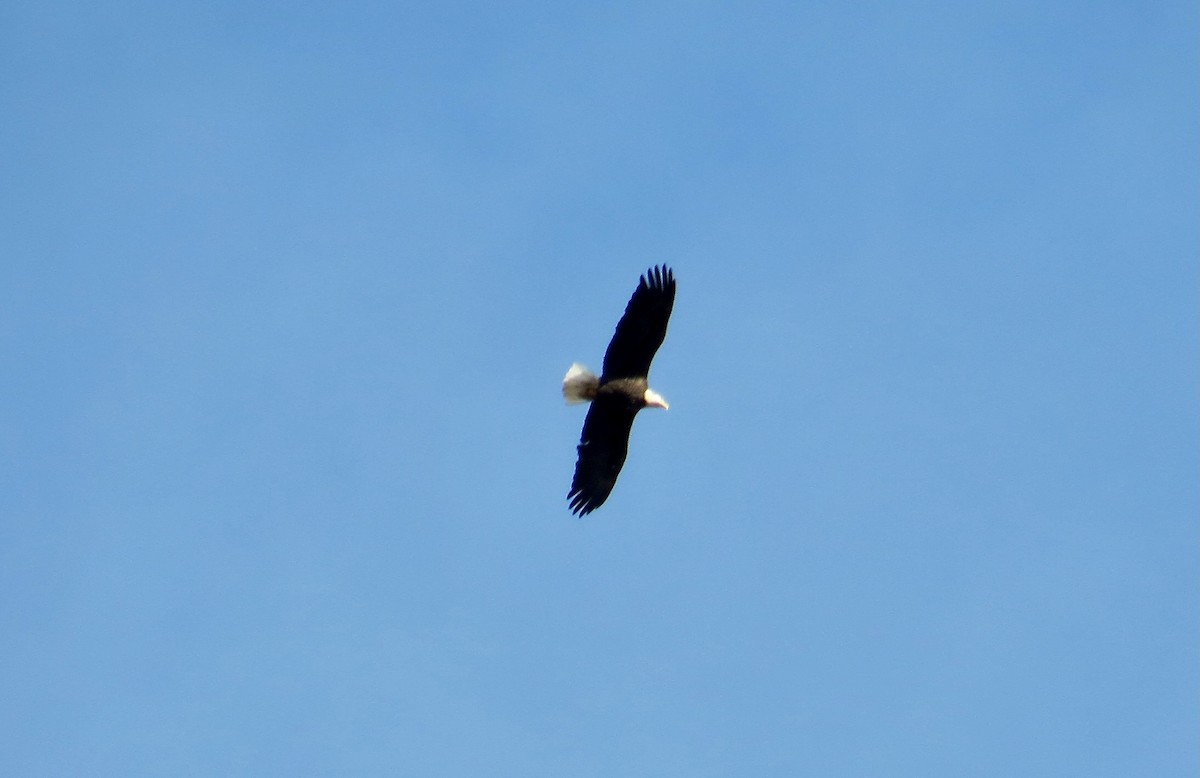 Bald Eagle - ML644782654