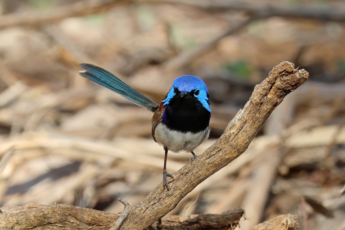 Purple-backed Fairywren - ML644782655