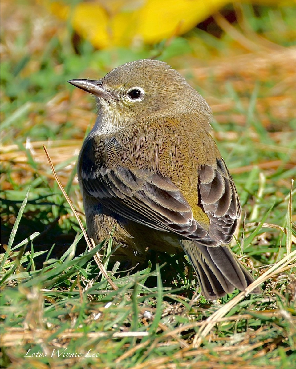 Pine Warbler - ML644782659