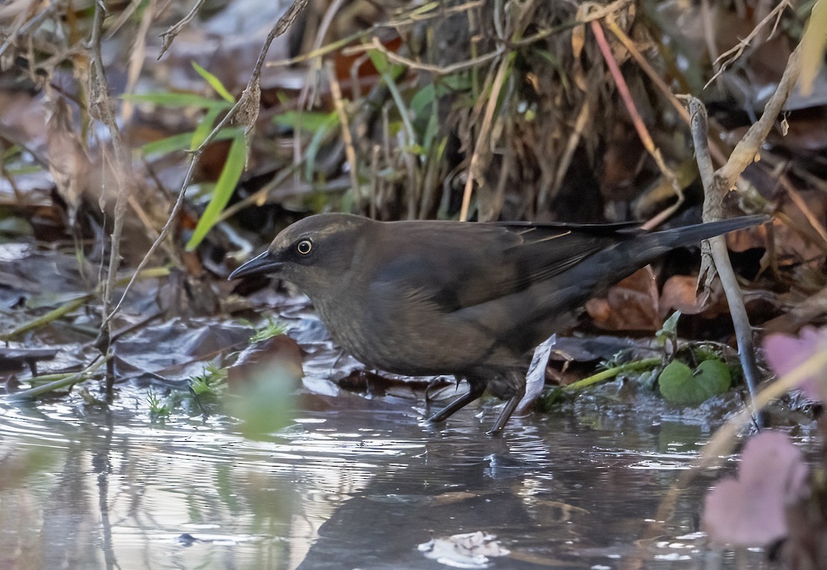 Rusty Blackbird - ML644782660