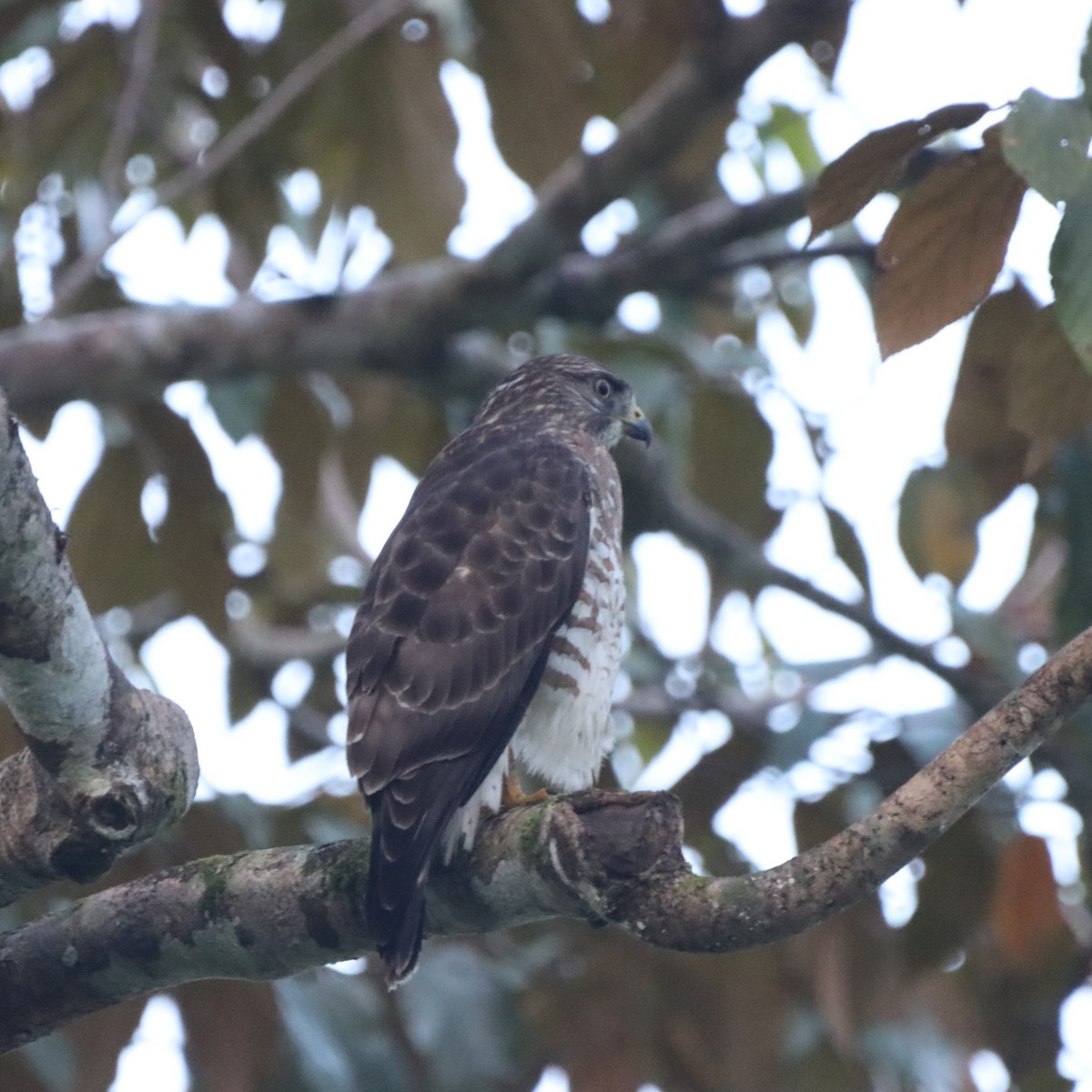 Broad-winged Hawk - ML644782661