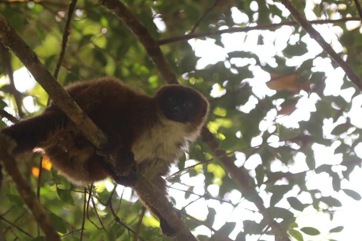 Red-bellied Lemur - ML644782662