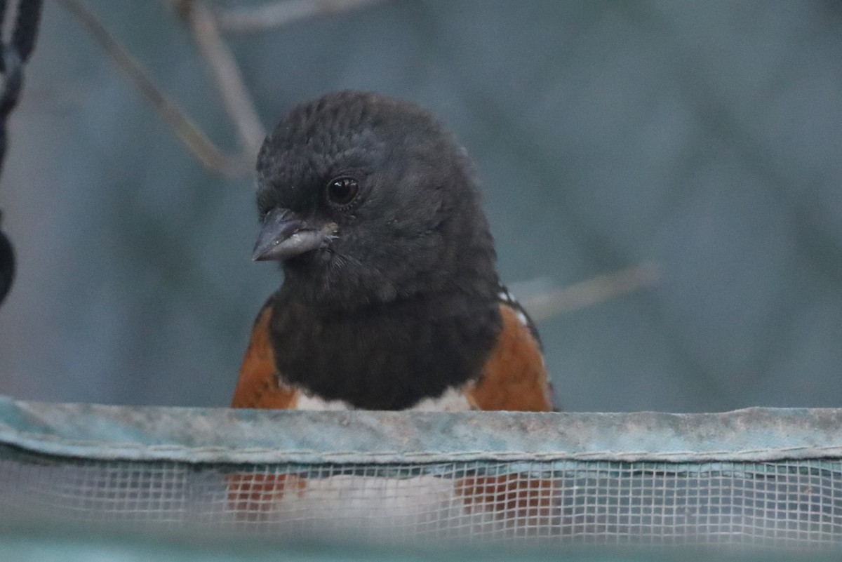 Spotted Towhee - ML644782664
