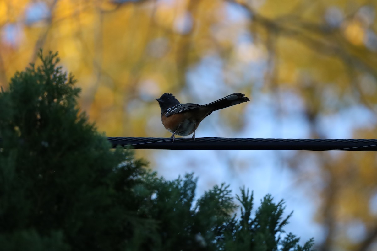 Spotted Towhee - ML644782665
