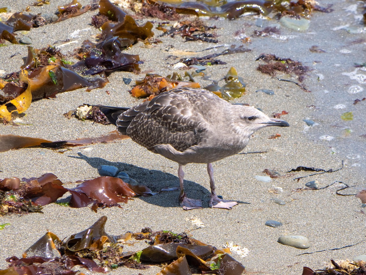 American Herring Gull - ML644782666