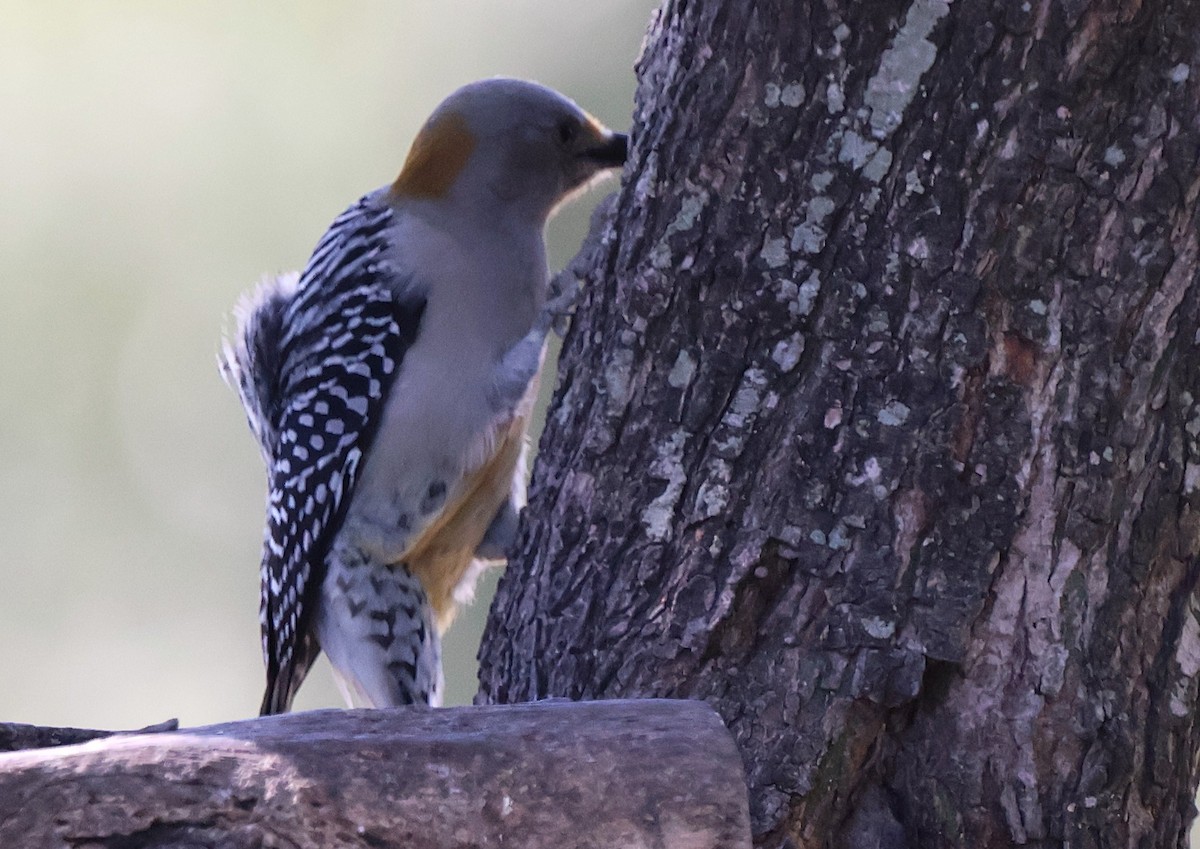 Golden-fronted Woodpecker - ML644782668