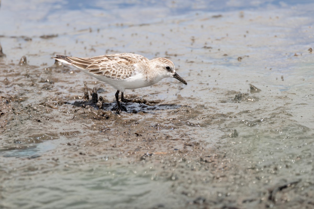 Шар түрүүт элсэг - ML644782669